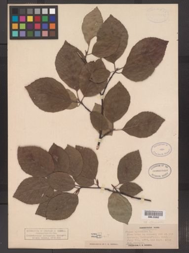 Fagus sylvatica