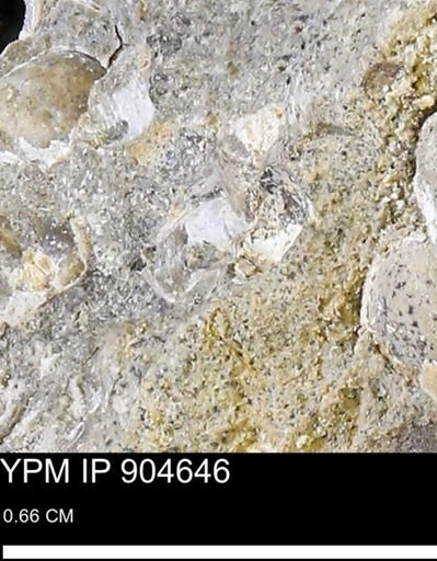 undet. Bivalvia