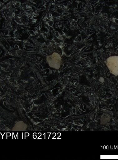 undet. Foraminiferida