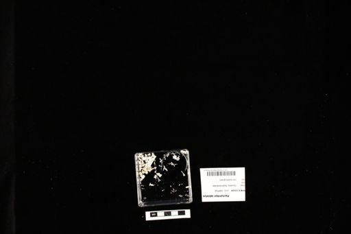 Pachytriton labiatus