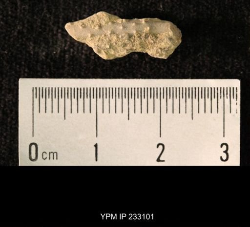 Archaeocidaris sp.