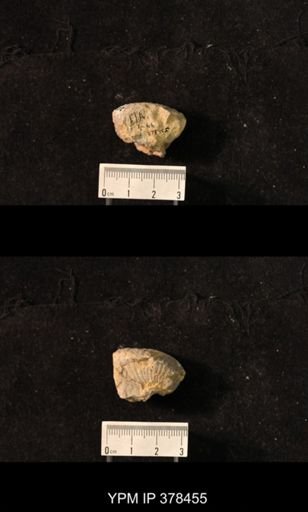 Pustula semipunctata