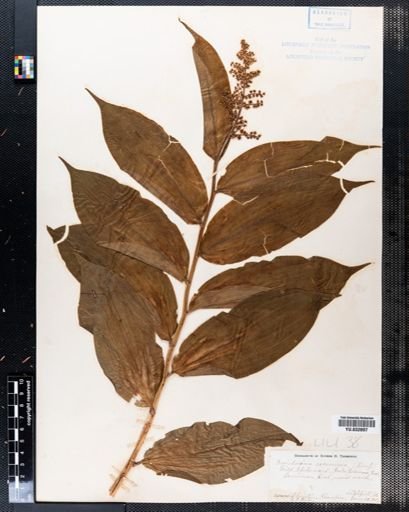 Maianthemum