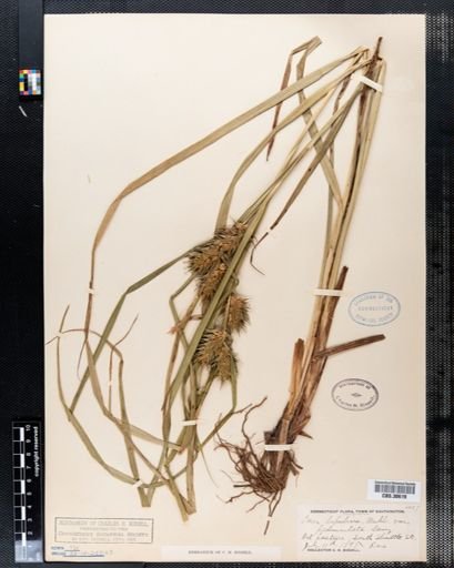 Carex lupulina