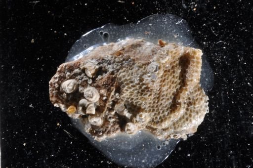 Aplousina filum