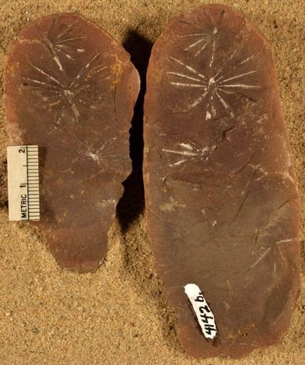 Annularia