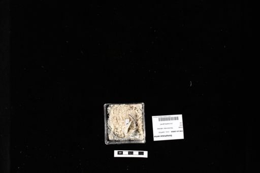 Gomphosus varius