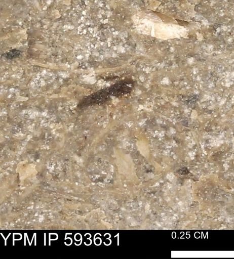 undet. Mollusca