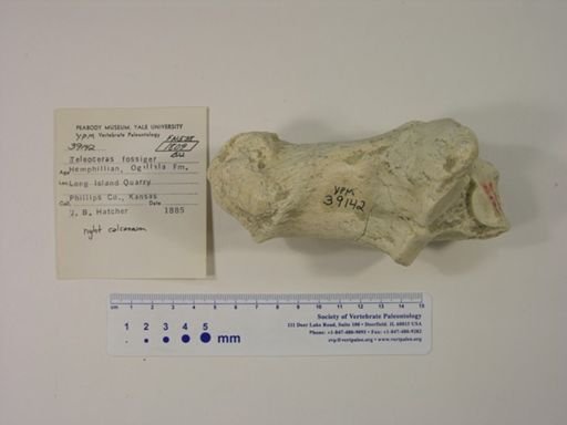 Teleoceras fossiger