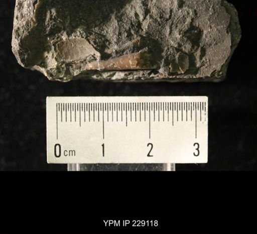 Pseudorthoceras knoxense