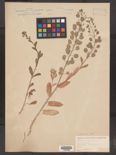 Thlaspi arvense