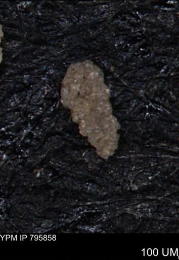 Verneuilina canadensis