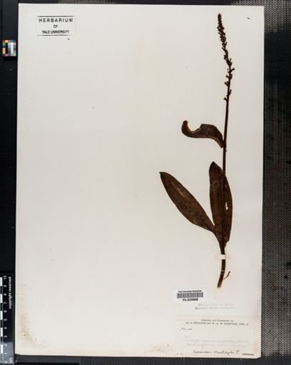 Habenaria