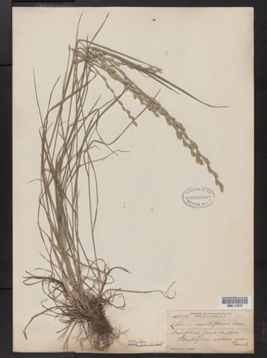 Lolium multiflorum
