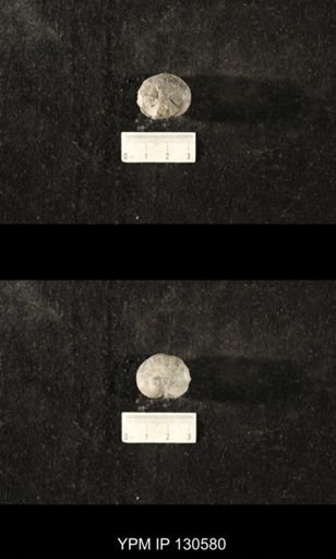 Platyostoma sp.