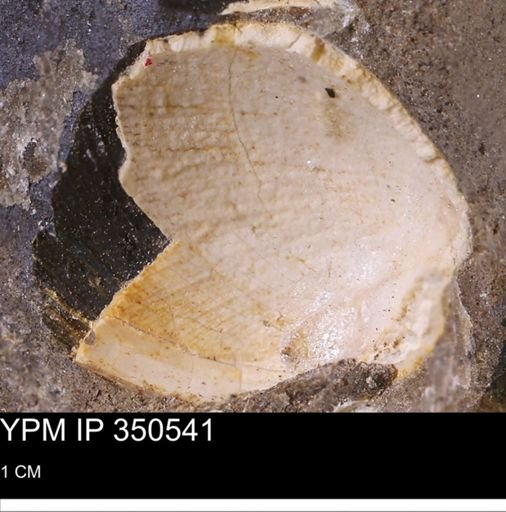 undet. Bivalvia