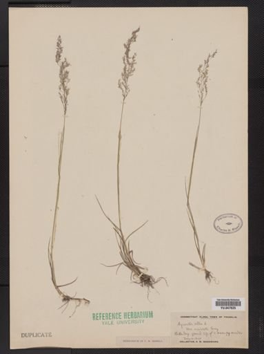 Agrostis capillaris