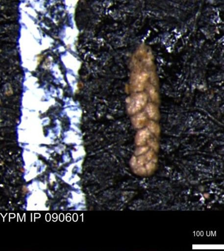 Ammobaculoides phaulus