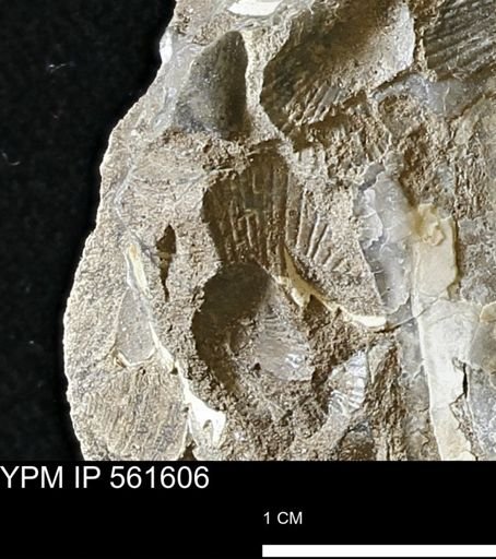 Oxytoma?