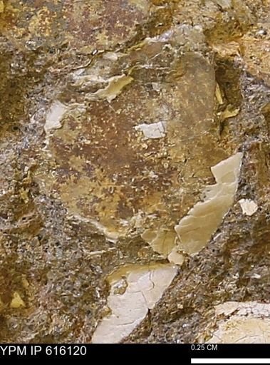 undet. Bivalvia