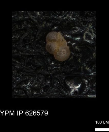 undet. Foraminiferida