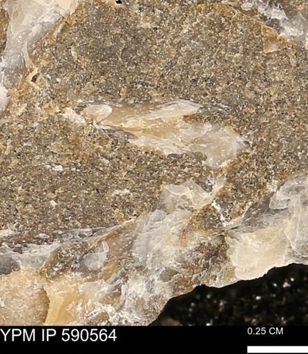 Ostrea translucida?
