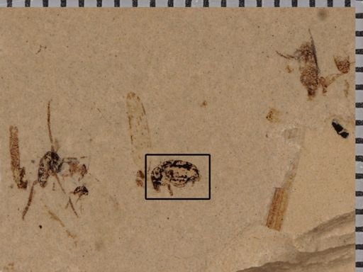 undet. Curculionidae