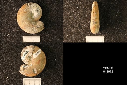 Hoploscaphites nicolletii
