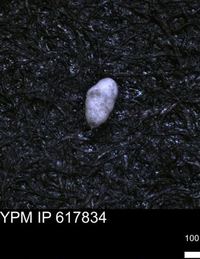 undet. Foraminiferida