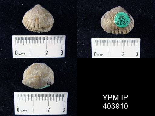 Uncinulus nucleolatus