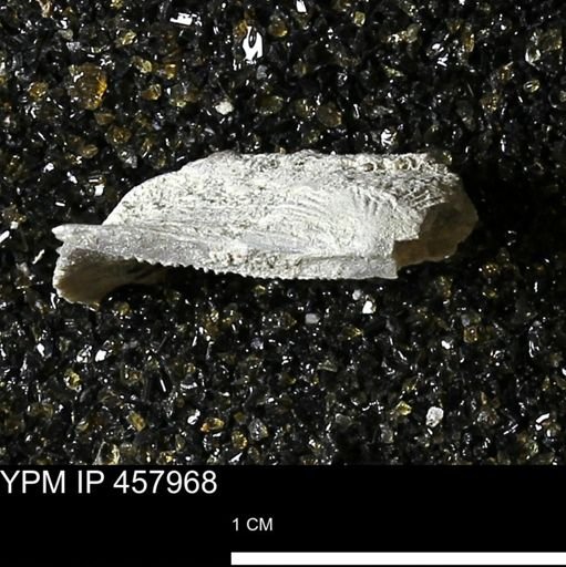 Strophodonta sp.