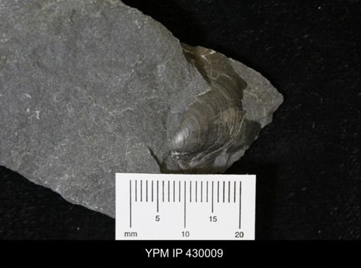 Leiopteria sp.