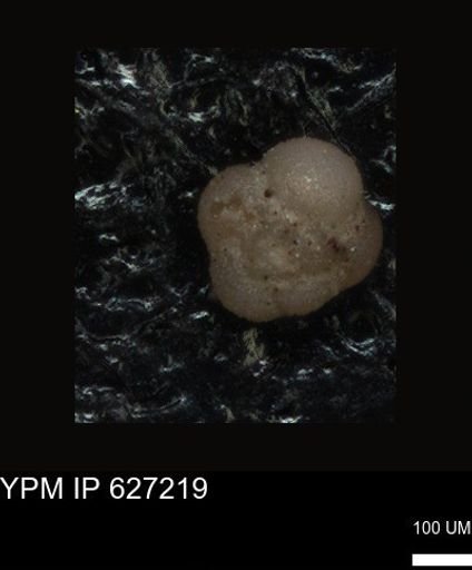 undet. Foraminiferida