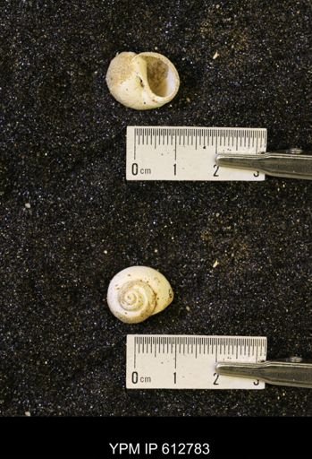 Vanikoropsis sp.