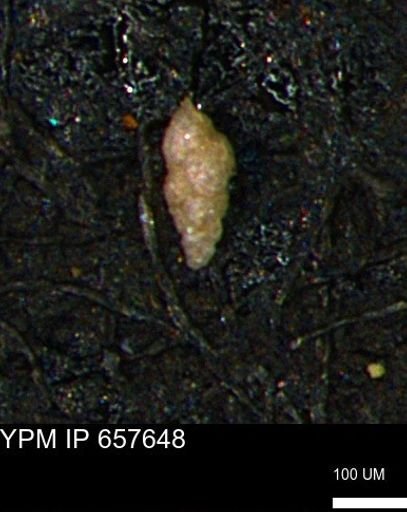 Verneuilinoides kansasensis