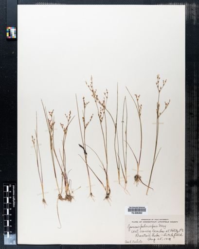 Juncus pelocarpus