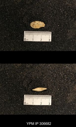 Phestia bellistriata