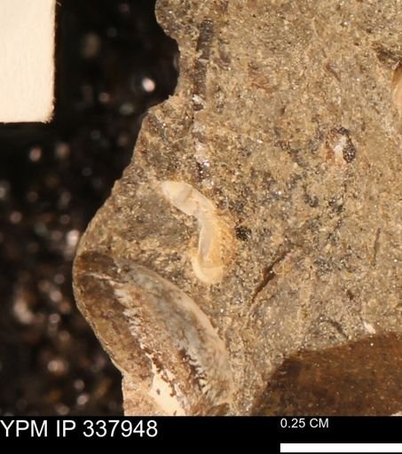 undet. Bivalvia