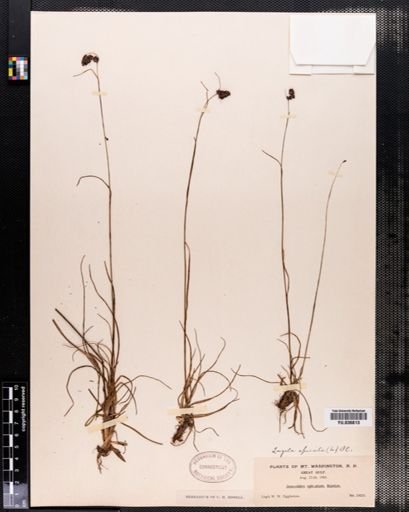 Luzula spicata