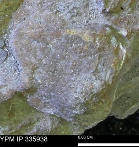 undet. Mollusca