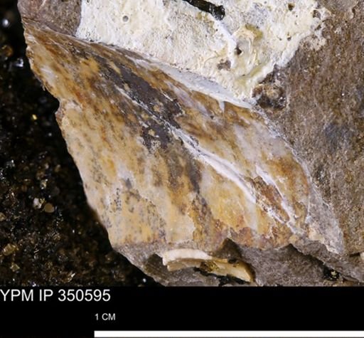 undet. Mollusca