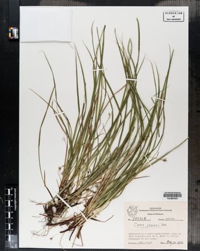Plantae