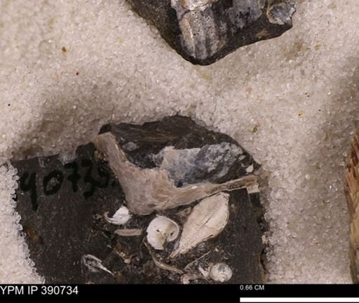 undet. Bivalvia