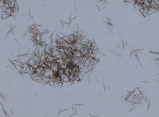 Isodictya deichmannae