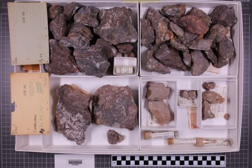 mixed taxa, stratigraphic collection