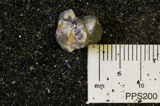 undet. Mollusca