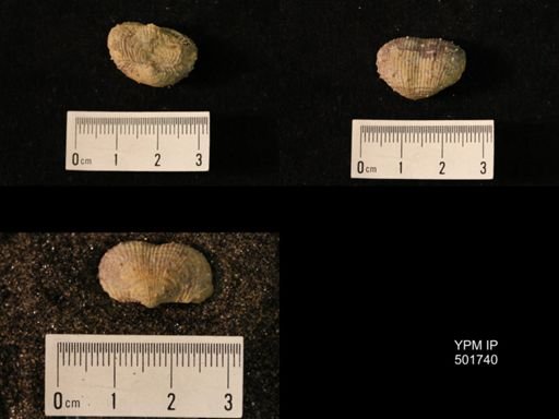 Marginifera lasallensis