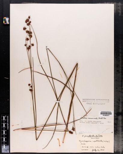 Cladium mariscoides