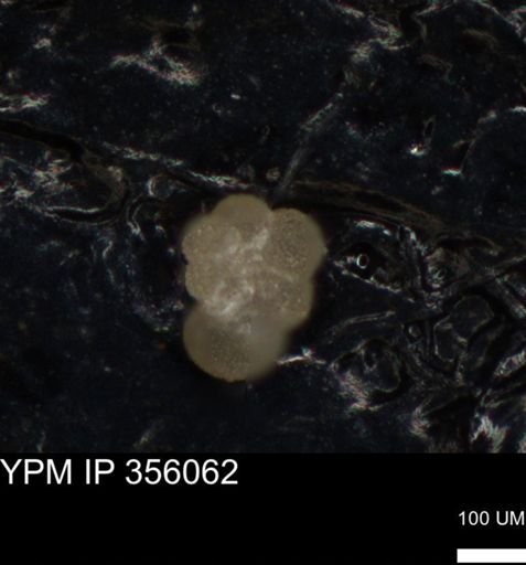 undet. Foraminiferida