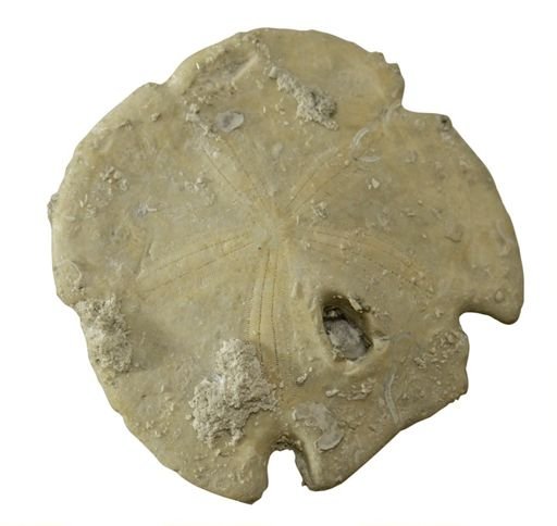 Encope cf. macrophora